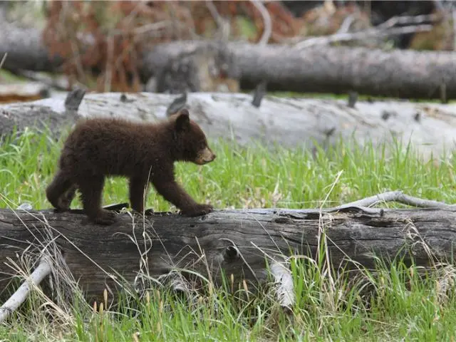 黄石熊世界 (Yellowstone Bear World)